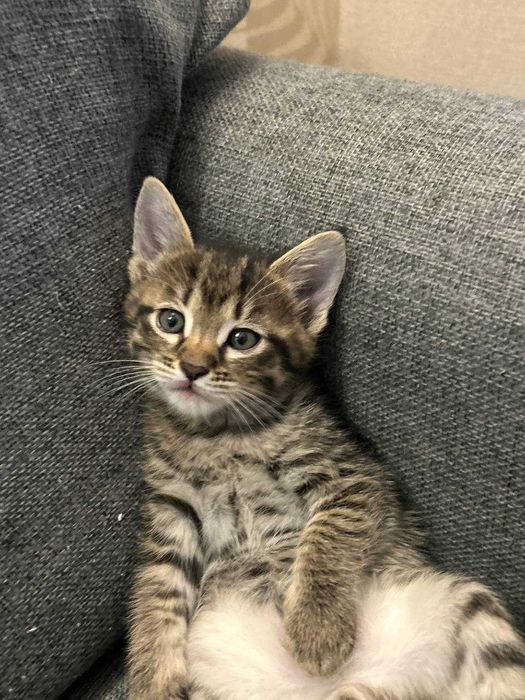 Koshki v Xoroshiye ruki