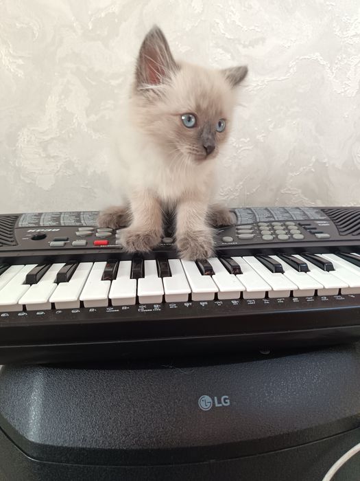 Котёнок мальчик породистый