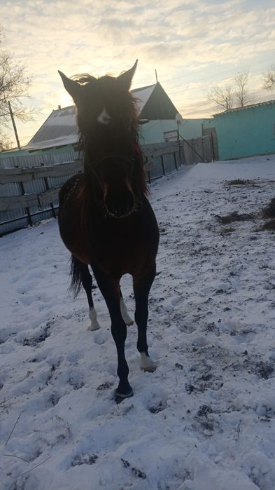 Продаётся жеребец