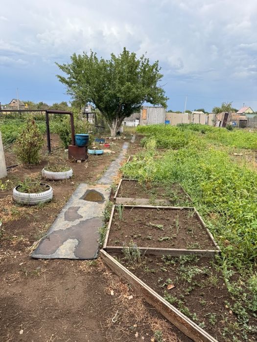 продам дачу с урожаем