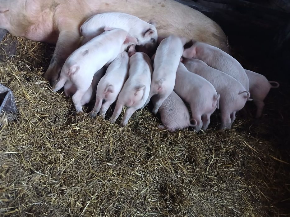 Набираю клиентов на поросят