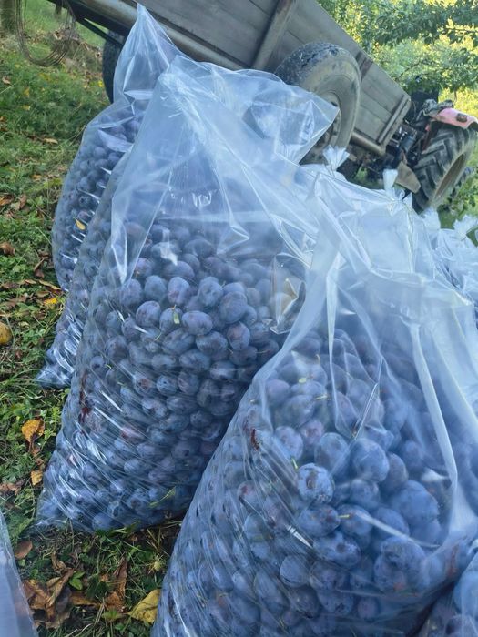 Prune de vanzare