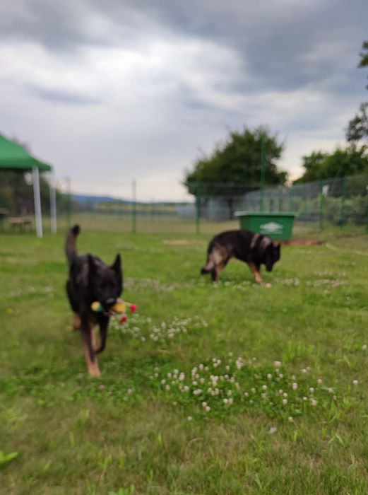 Pensiune canină Bogdan Vodă