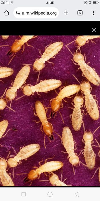 Термит жоятын Антитермит приманка