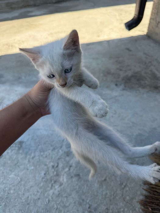 Отдам котят в добрые руки