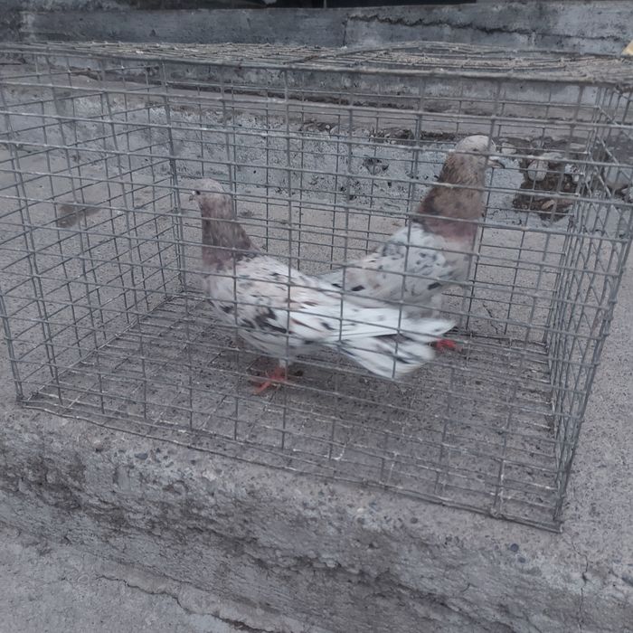 Челкар ореховые оба самец