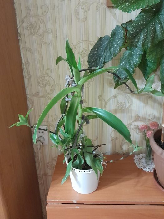 Золотой ус продам