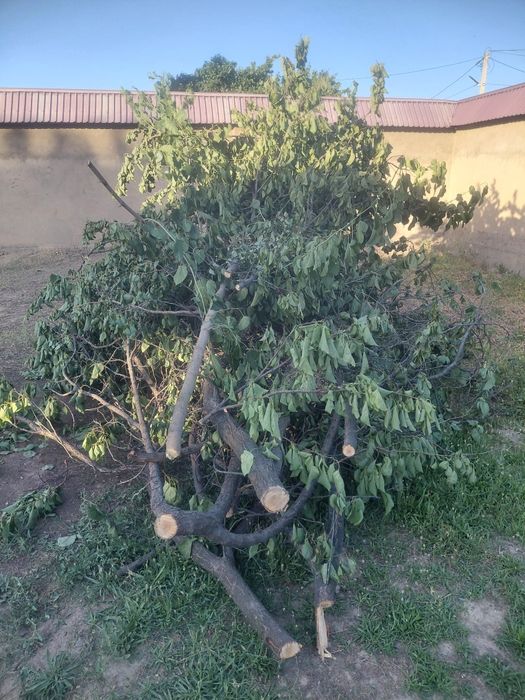Отын өрік ағаштікі тегін