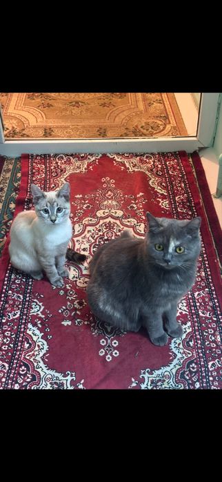 Отдам бесплатно кошек,1 кошки 10мес,2 кошки 5мес