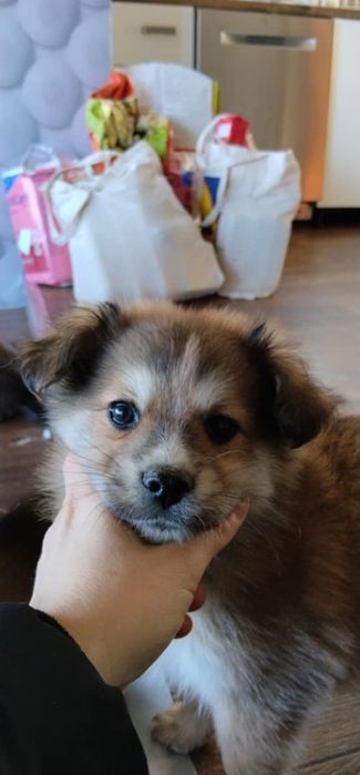 Подарявам бебенца кученца на 2 месеца