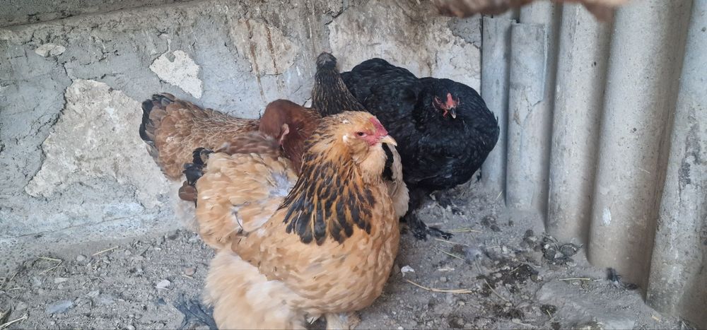 Bramma va jersi xoʻroz tovuqlar sotiladi