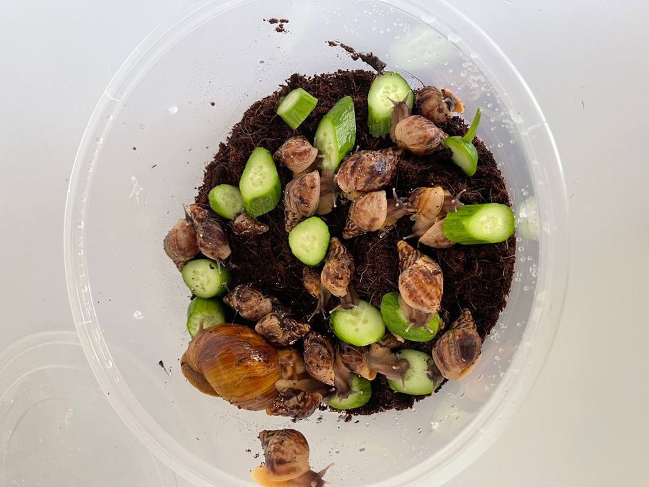 Ulitka fulika reticulatalar gigant zotlari