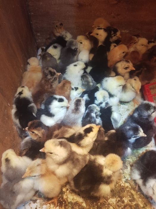 Vând pui țărănești