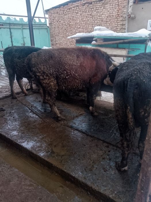 2-х годовалые быки