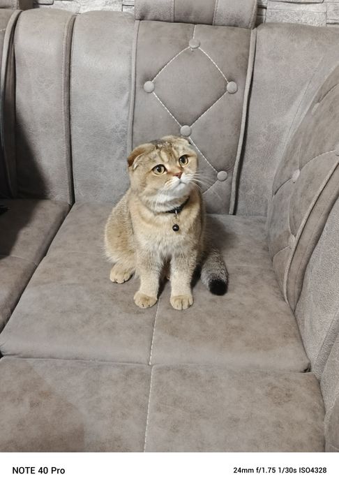 Продается  шатланский   катенок