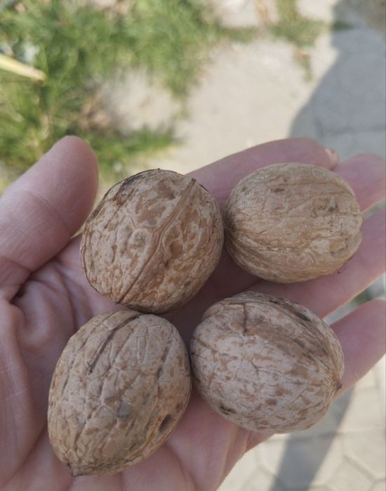 Грецкий орех продам