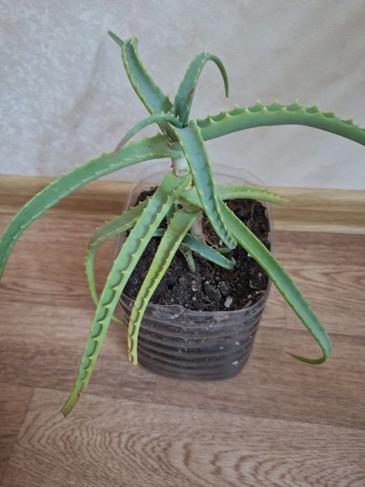 Алоэ  лекарственное
