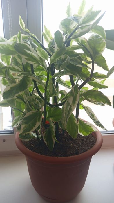 Продам комнатные цветы