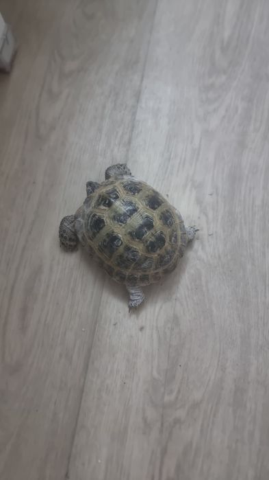 Продам черепаху  Срочно