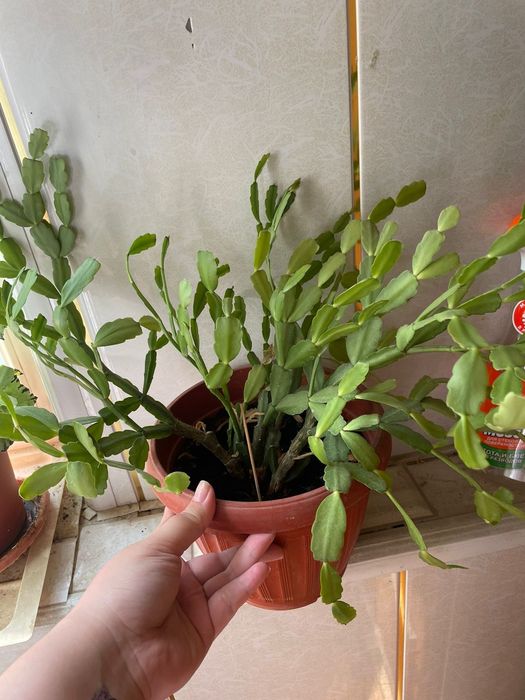 Цветы комнатные продаются