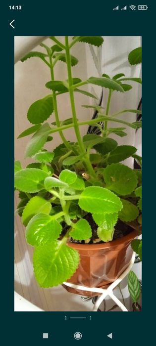 Комнатные цветы цена от 2500тенге