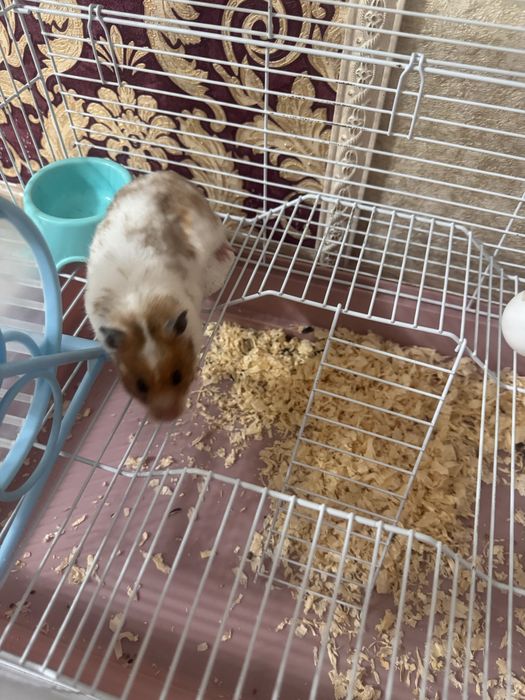 Продам сирийского хомячка