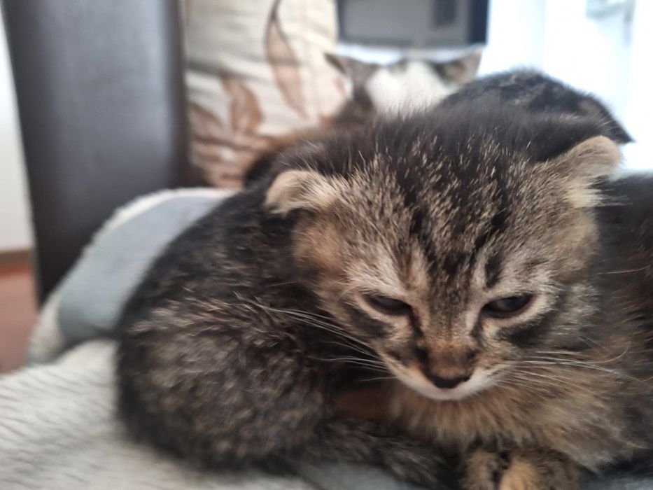 Котята породистые