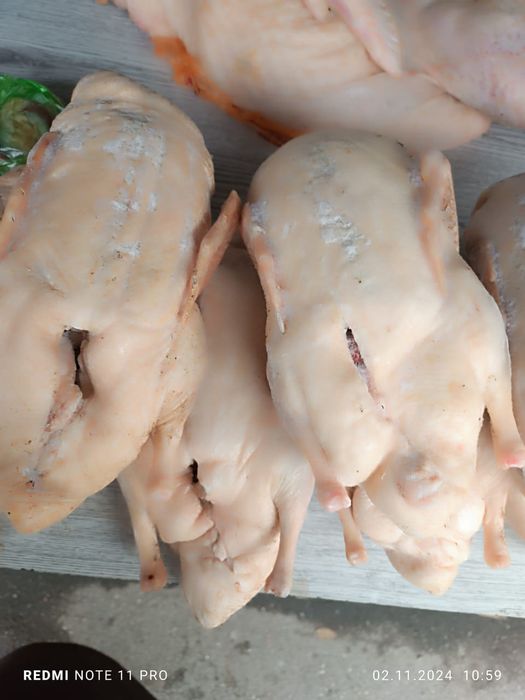 Тушки гусей, уток, индюков, курочек