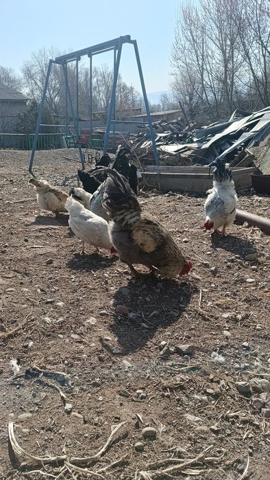 Кораз сатам продам петухов