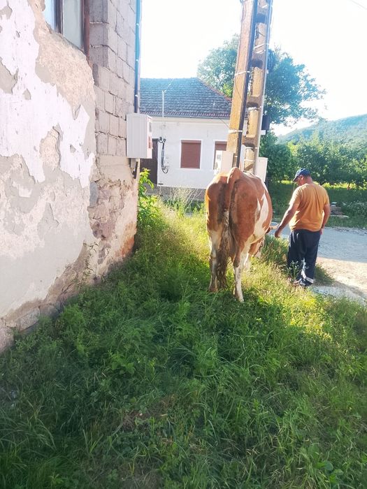Vând vaca cu vițel
