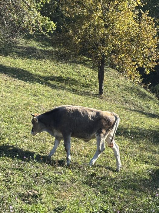 Vitică de vanzare