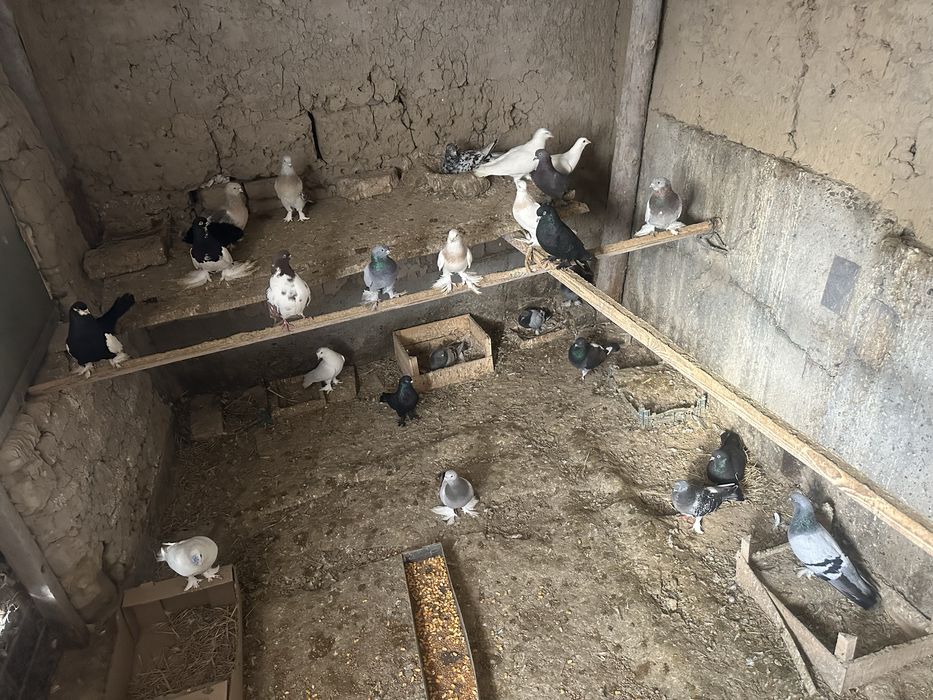 Кептер голубы птица