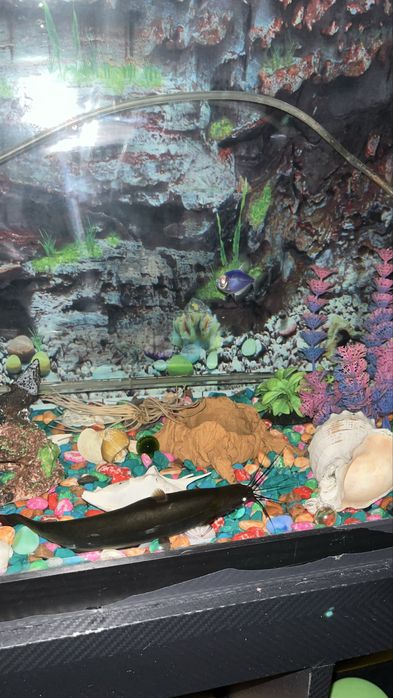 Продам рыбу сом