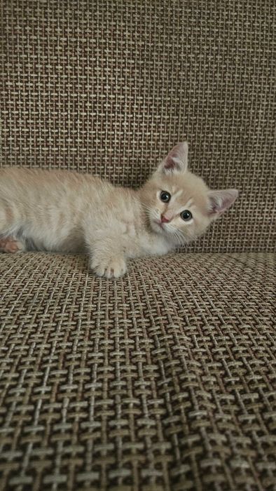 Отдам котят в дрбрые руки