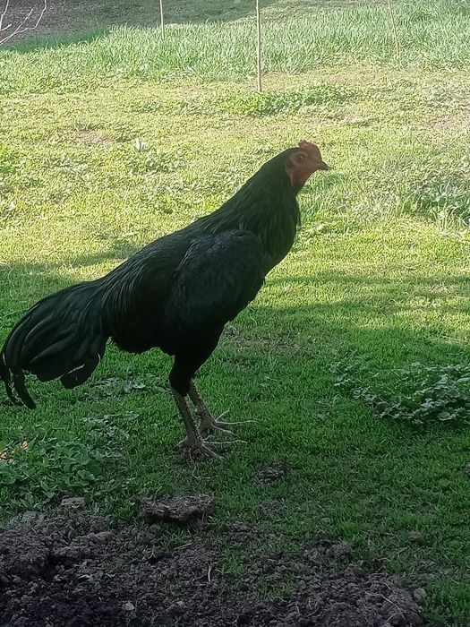 Продам петрушка молодого