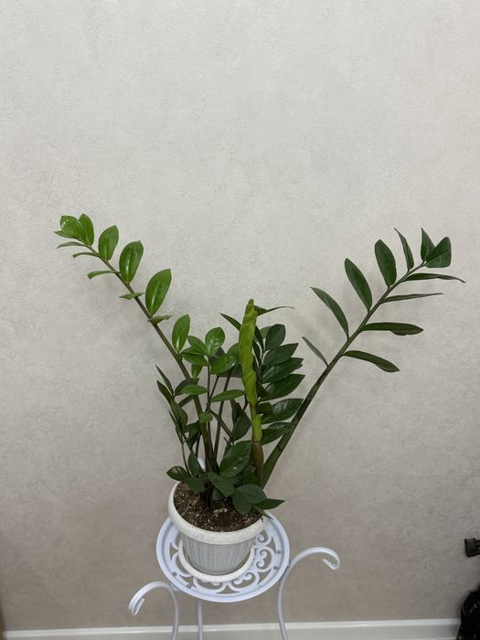 Долларовое дерево 8500 тенге