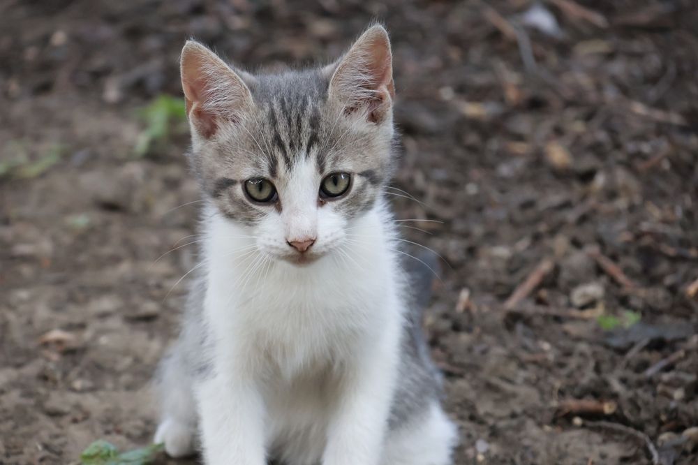 În Bârlad, spre adopție pui de pisică