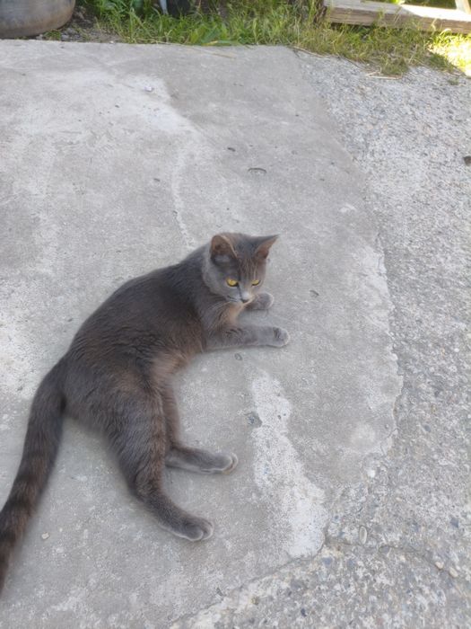 Котята в хорошие руки