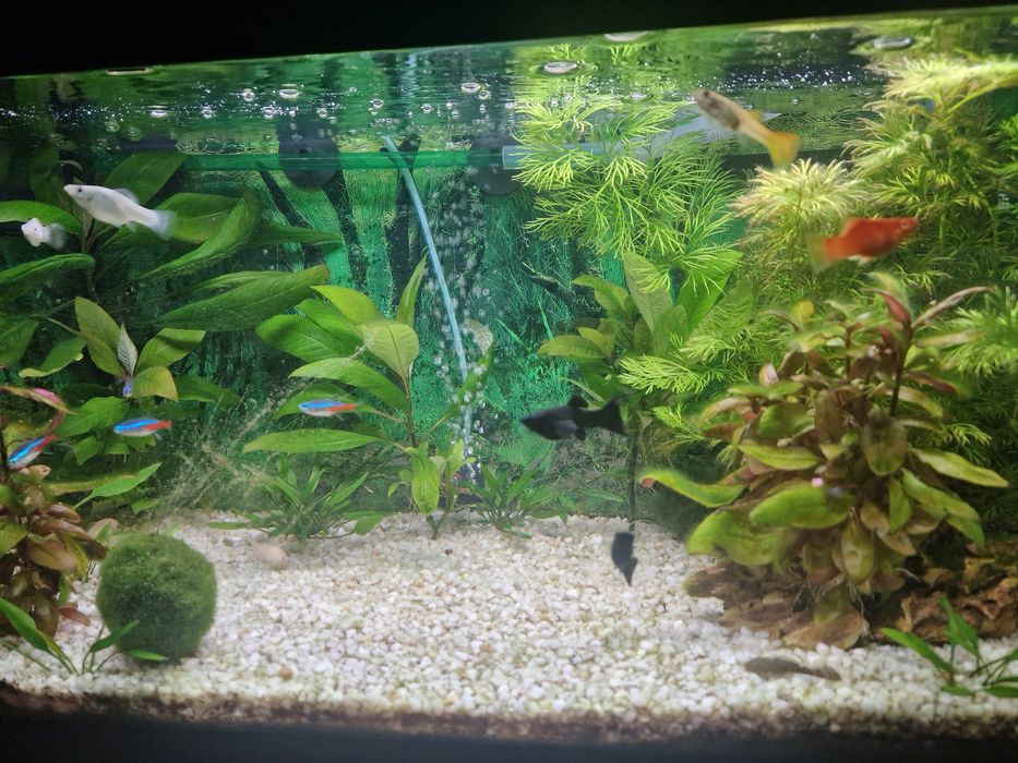 Vand acvariu 50 litri Aquatlantis