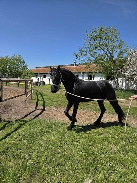 De vânzare: Iapă Friesian (7 ani) și Mânz (2 ani)  preț redus ambii 12.000 euro – Snagov, Ilfov