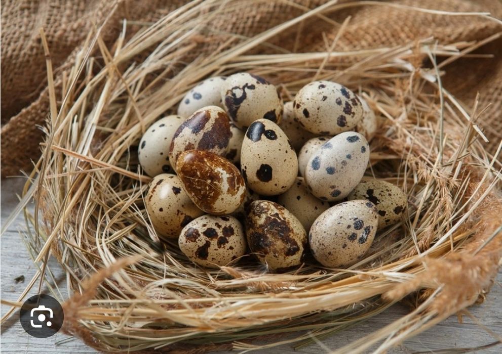 Яйца домашние перепелиные