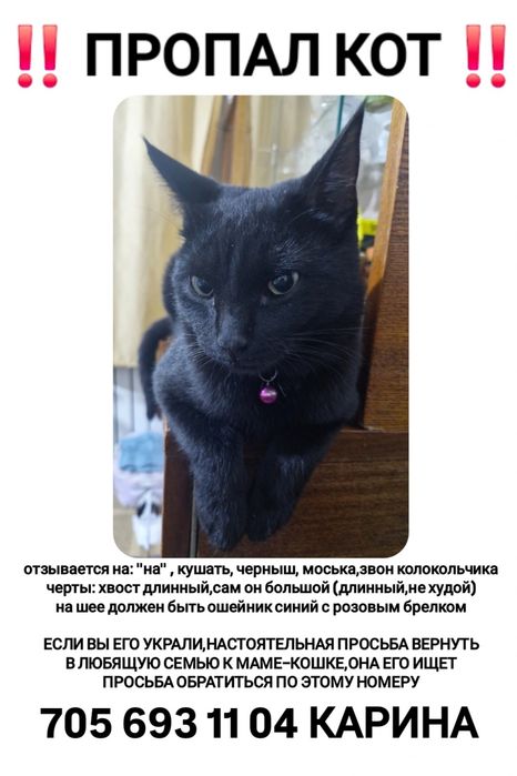 Пропал кот калкаман Наурызбайский район