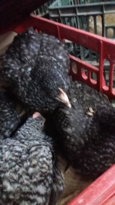 Vindem pui de carne si puicute outoare