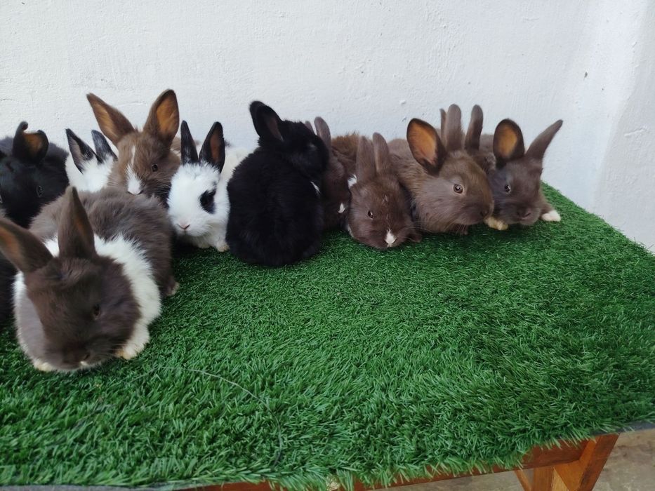 Quyon bolalari sotiladi