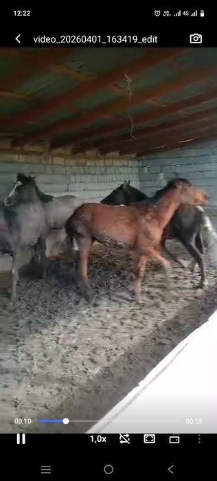 Семіз тайлар сатылады