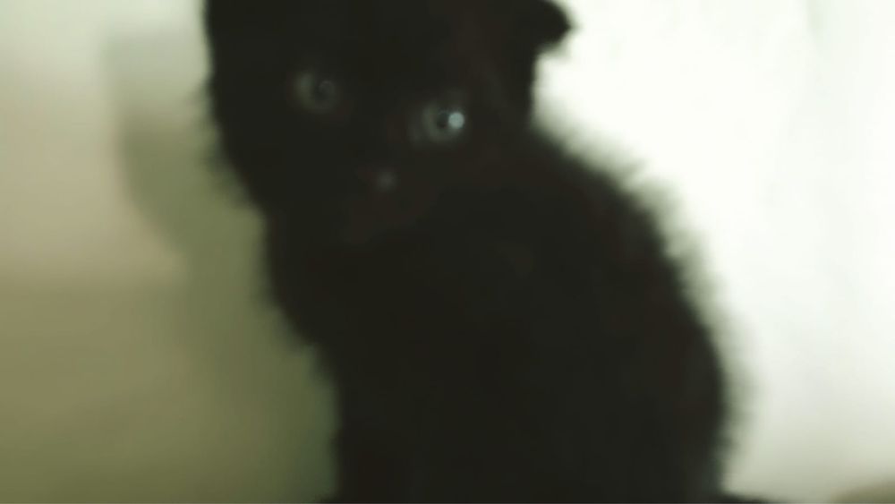 Продам котят 2 мес