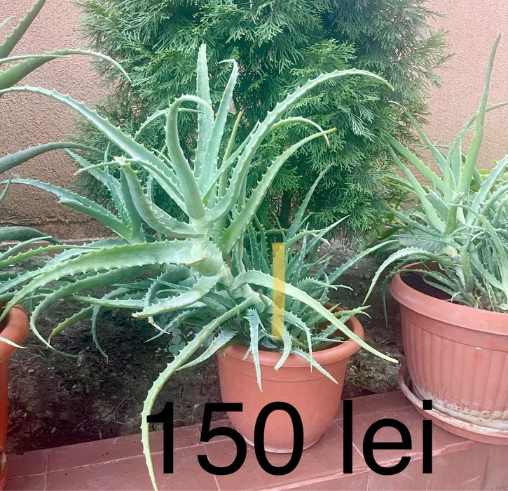 Aloe Vera la ghiveci