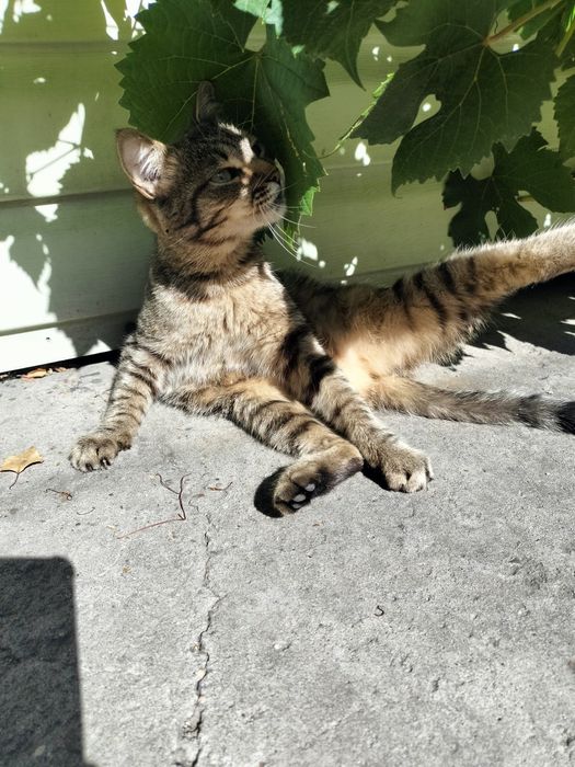 Ласковая кошечка ищет дом