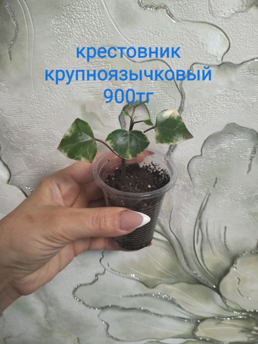 Продам комнатные цветы