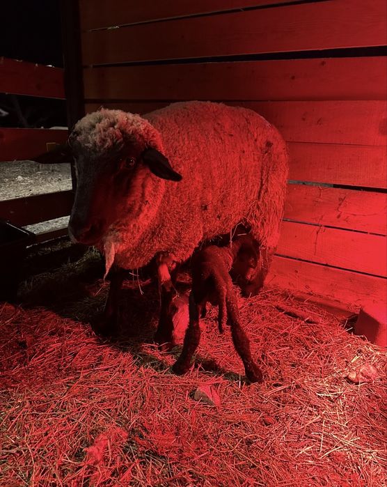 Vand oaie suffolk 2 ani plus berbecut langa ea